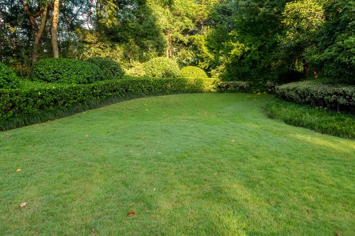 Get Rid of Lawn Weeds For Good With These 12 Tips