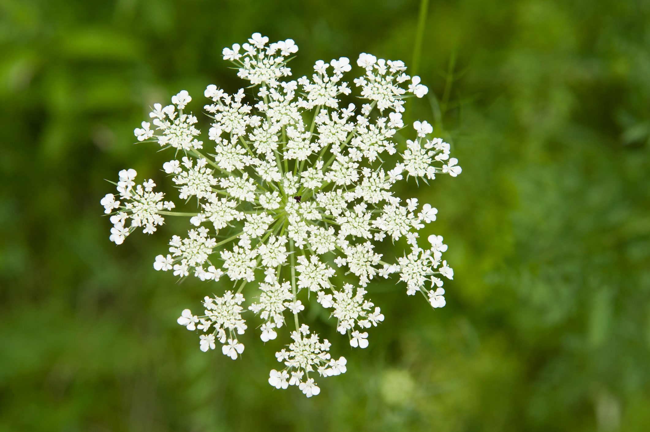 Queen Anne's Lace