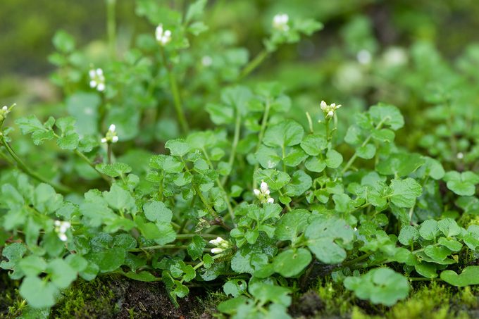 Hairy Bittercress: How to Identify and Get Rid of It