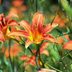 10 Resilient Deep Shade Plants for Your Garden