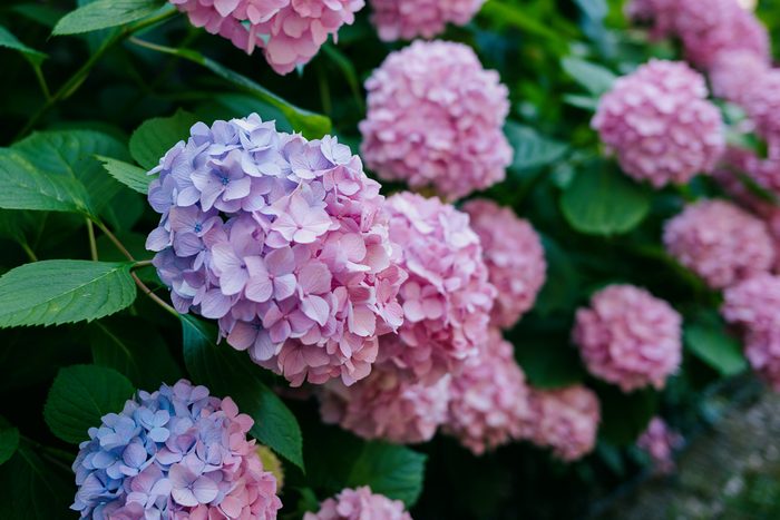 hydrangeas
