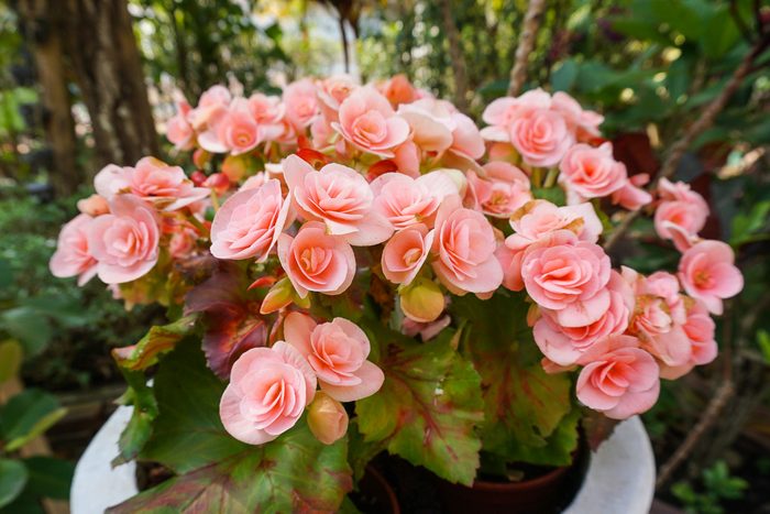 begonias
