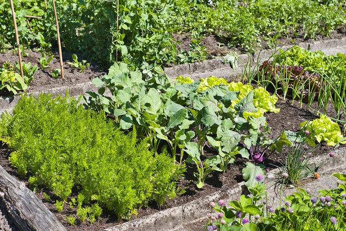 7 Reasons Your Raised Bed Vegetables Are Struggling