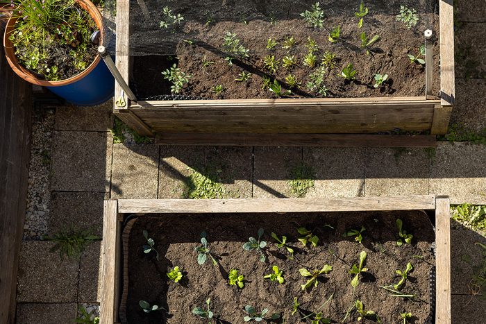 7 Reasons Your Raised Bed Vegetables Are Struggling