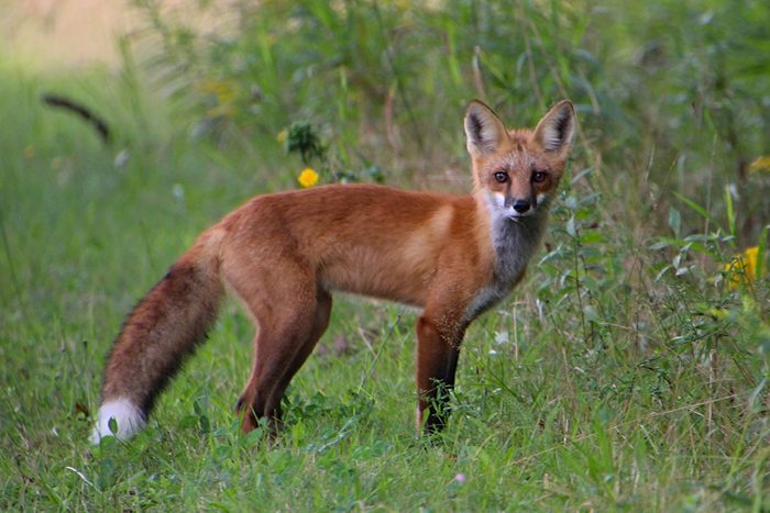 Red fox pauses in a yard