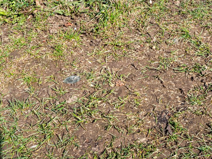 Bare lawn needing reseeding