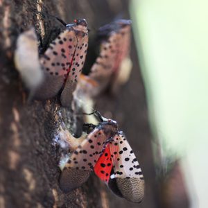 Dead spotted lanternflies perch on a tree