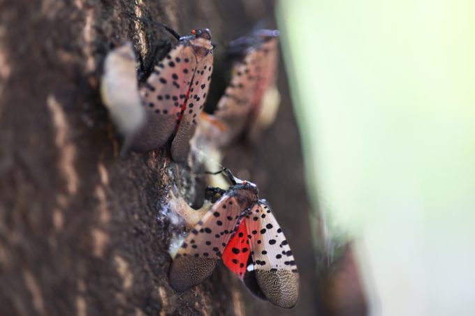 Spotted Lantern Flies Are Spreading Across the U.S., What To Know