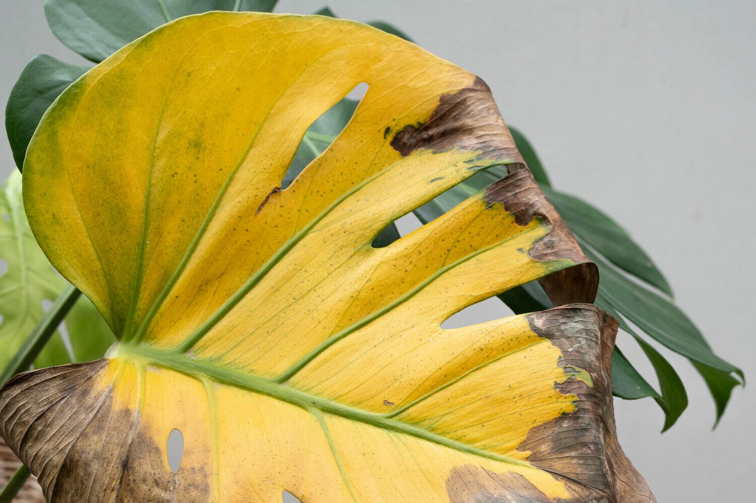 Monstera plant having leaf blight disease.
