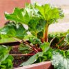 The Foolproof Method for Harvesting Rhubarb the Right Way