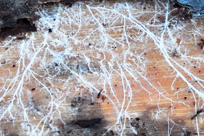 Fungus growing on a decaying trunk
