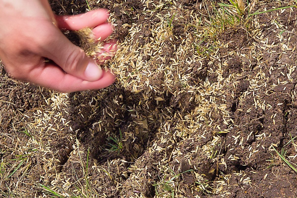 Spread Seed