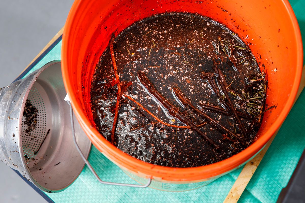 Making Compost Tea For Healthier Plants