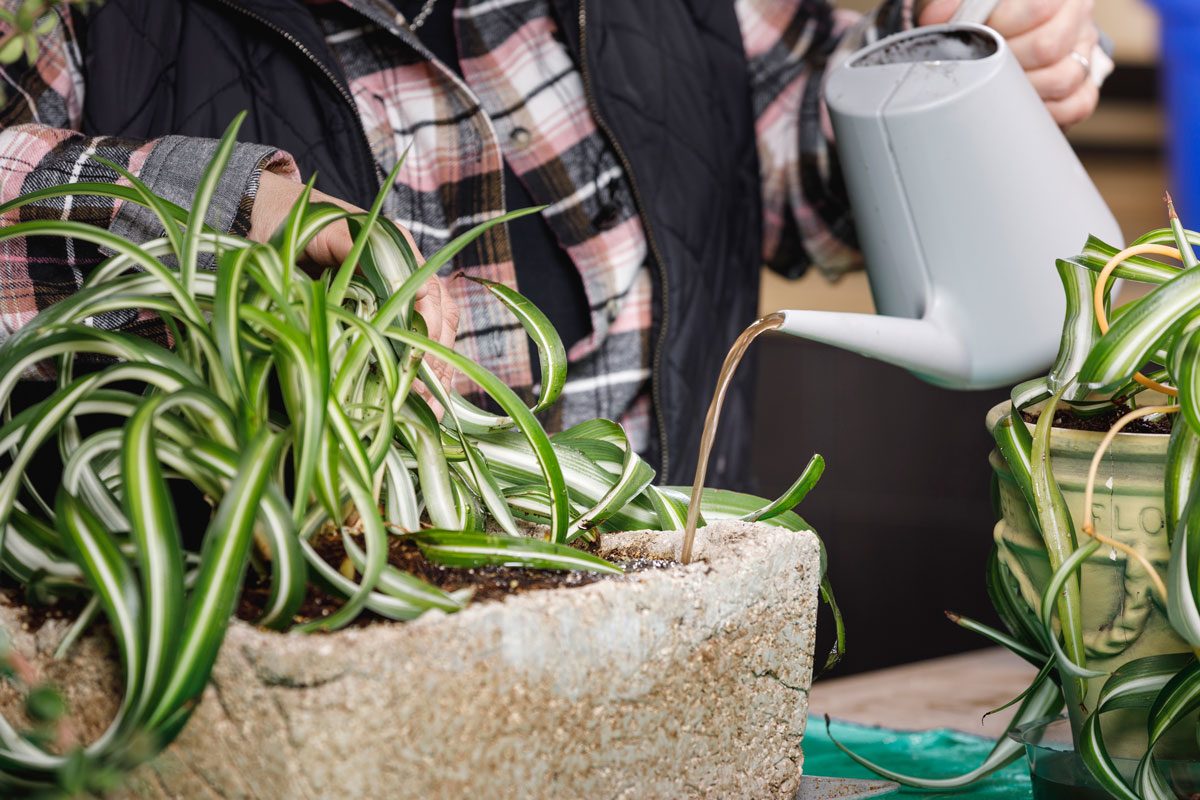 Making Compost Tea For Healthier Plants